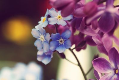 Close-up of purple flowers