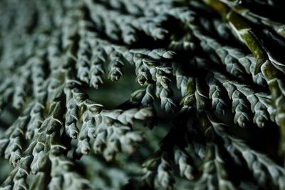 Full frame shot of leaves in market