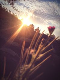 Close-up of sunlight falling on plant at sunset