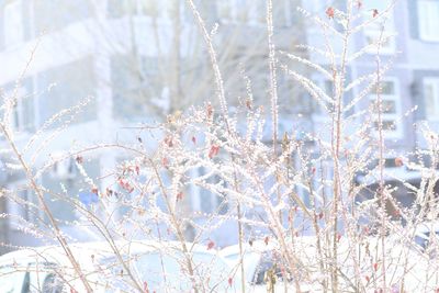 Close-up of frozen plant during winter