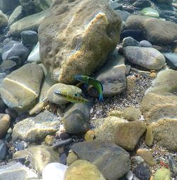 Close-up of crab on pebbles at beach