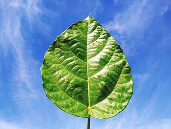 Low angle view of green leaf against sky