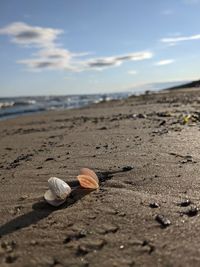 Surface level of shells on beach against sky