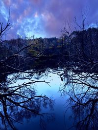 Bare trees against sky during winter