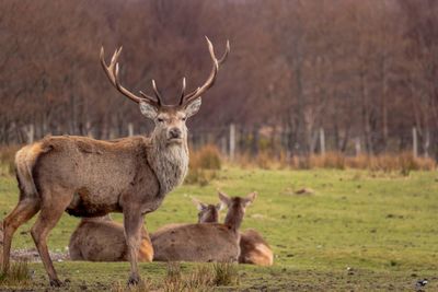 Deer in a field