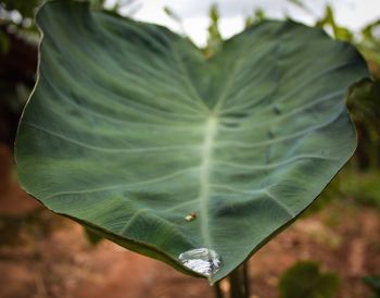 Close-up of water drops on leaves