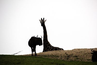 View of horse on field against sky