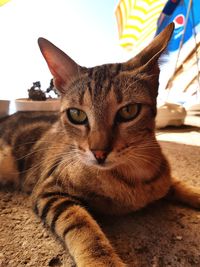 Close-up portrait of cat sitting