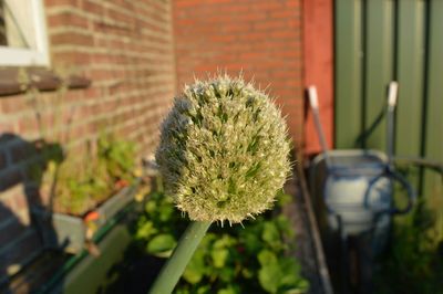 Close-up of plant