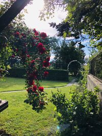 Red flowering plants in lawn