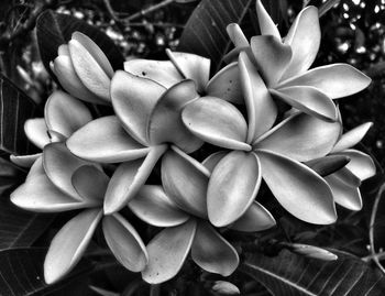 Close-up of flowers