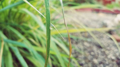 Close-up of insect on grass