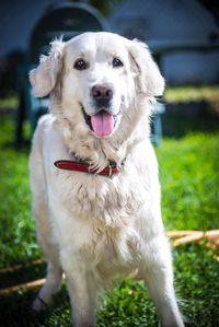 Close-up portrait of dog on field