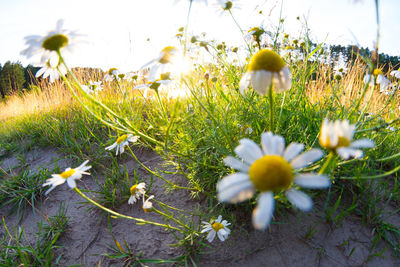 Close-up of yellow flowering plants on field