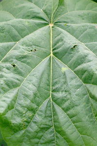 Full frame shot of fresh green leaves