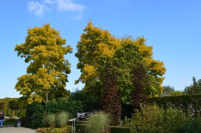 Trees and plants in park against sky during autumn