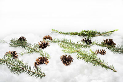 Close-up of pine cone against sky