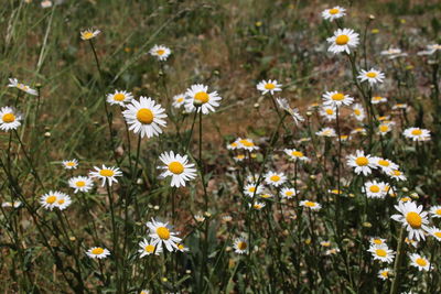 Close-up of white daisy flowers on field