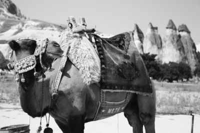 Close-up of horse against sky