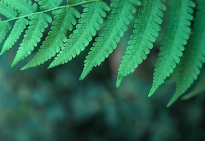 Close-up of fern leaves