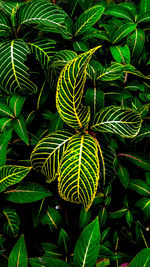 Full frame shot of fern leaves on field