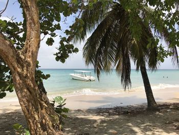 Scenic view of palm trees on beach