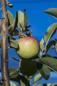 Close-up of apple growing on tree