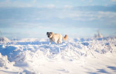 View of a dog in snow