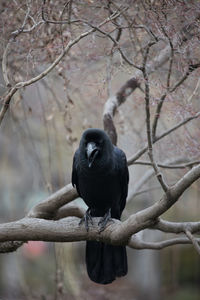 Bird perching on branch