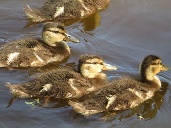 Ducks in a lake