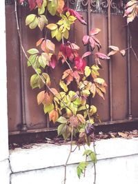 Close-up of flowering plant against wall