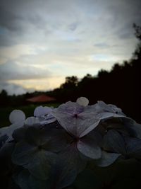 Close-up of flowers against sky during sunset