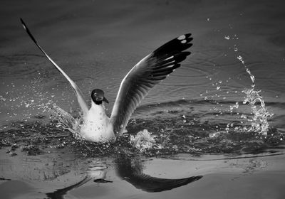 Close-up of seagull flying over lake