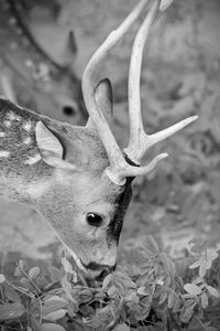 Close-up of deer