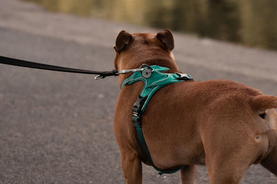 Close-up of dog standing