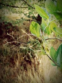 High angle view of plant growing on field