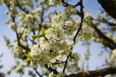 Low angle view of cherry blossoms in spring