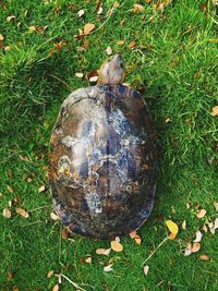 High angle view of lizard on field