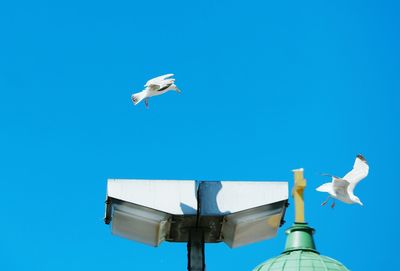 Low angle view of seagulls flying over street light against blue sky