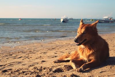 Close-up of dog on beach against sky