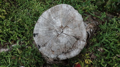 High angle view of tree stump on field