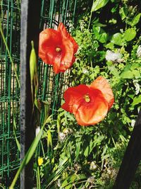 Close-up of red poppy flower