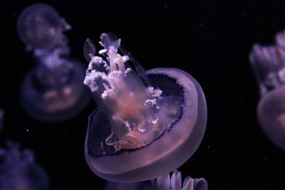 Close-up of jellyfish swimming in sea