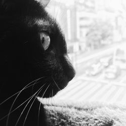 one animal