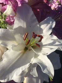 Close-up of fresh white flowers blooming outdoors