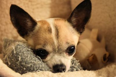 Close-up portrait of dog at home