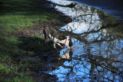 High angle view of horse drinking water in lake