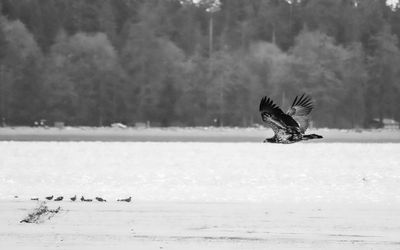 View of birds flying over water