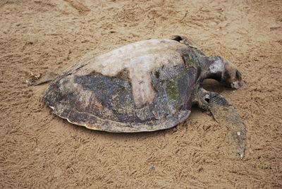 High angle view of animal on sand