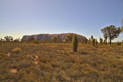 Scenic view of field against clear sky